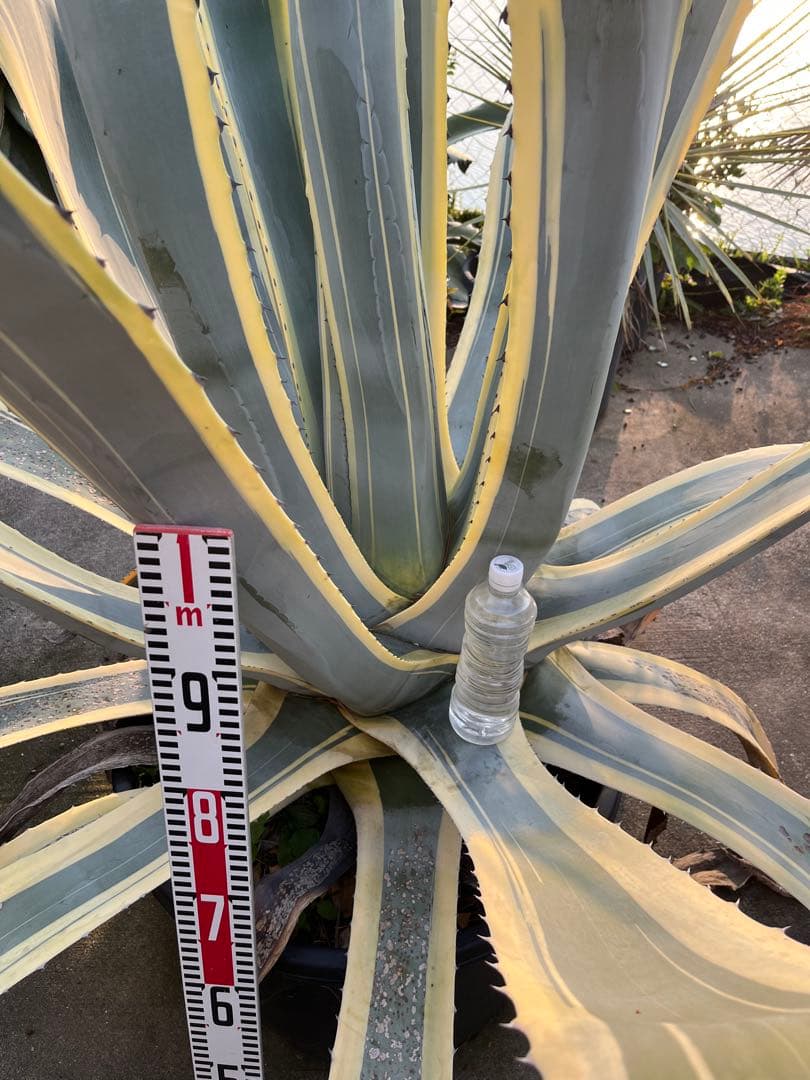 引き取り限定　覆輪リュウゼツラン　アガベ 約1.9m 青緑色