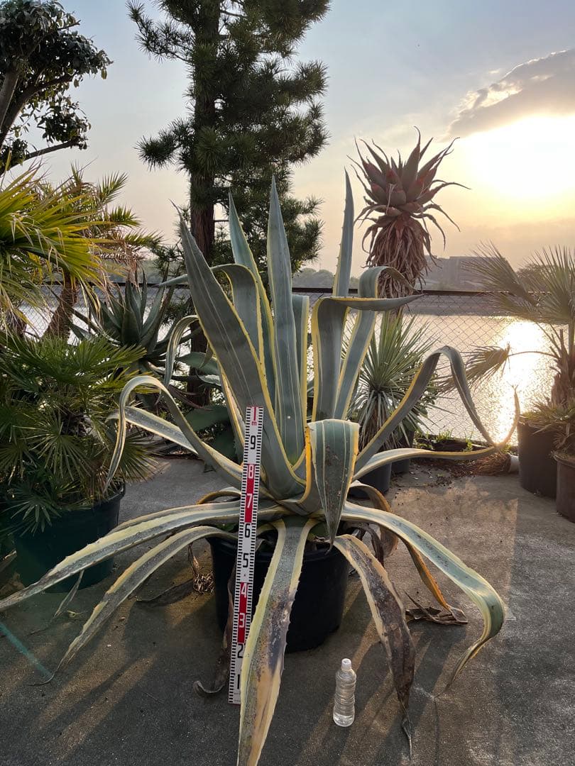 引き取り限定　覆輪リュウゼツラン　アガベ 約1.9m 青緑色