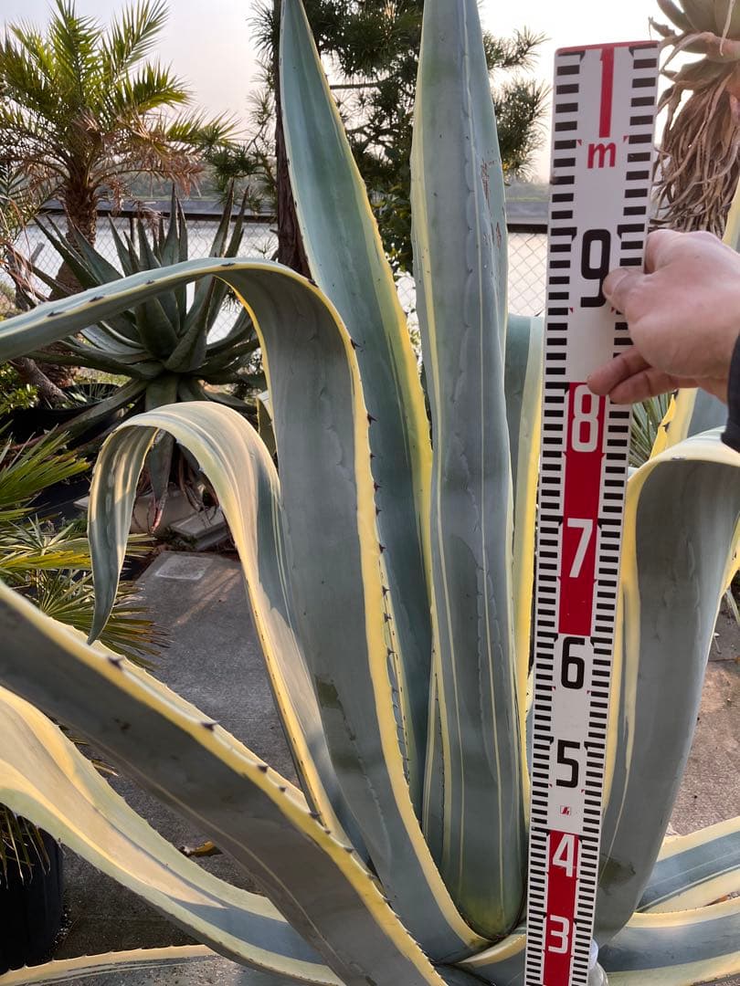 引き取り限定　覆輪リュウゼツラン　アガベ 約1.9m 青緑色