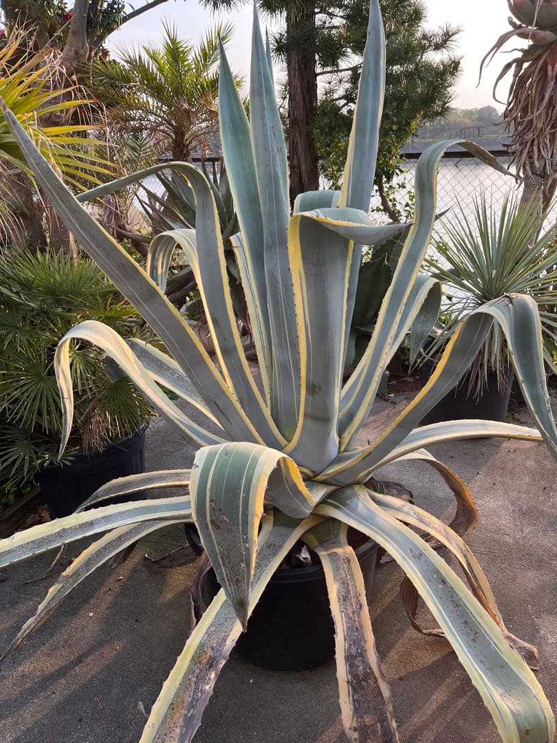 引き取り限定　覆輪リュウゼツラン　アガベ 約1.9m 青緑色