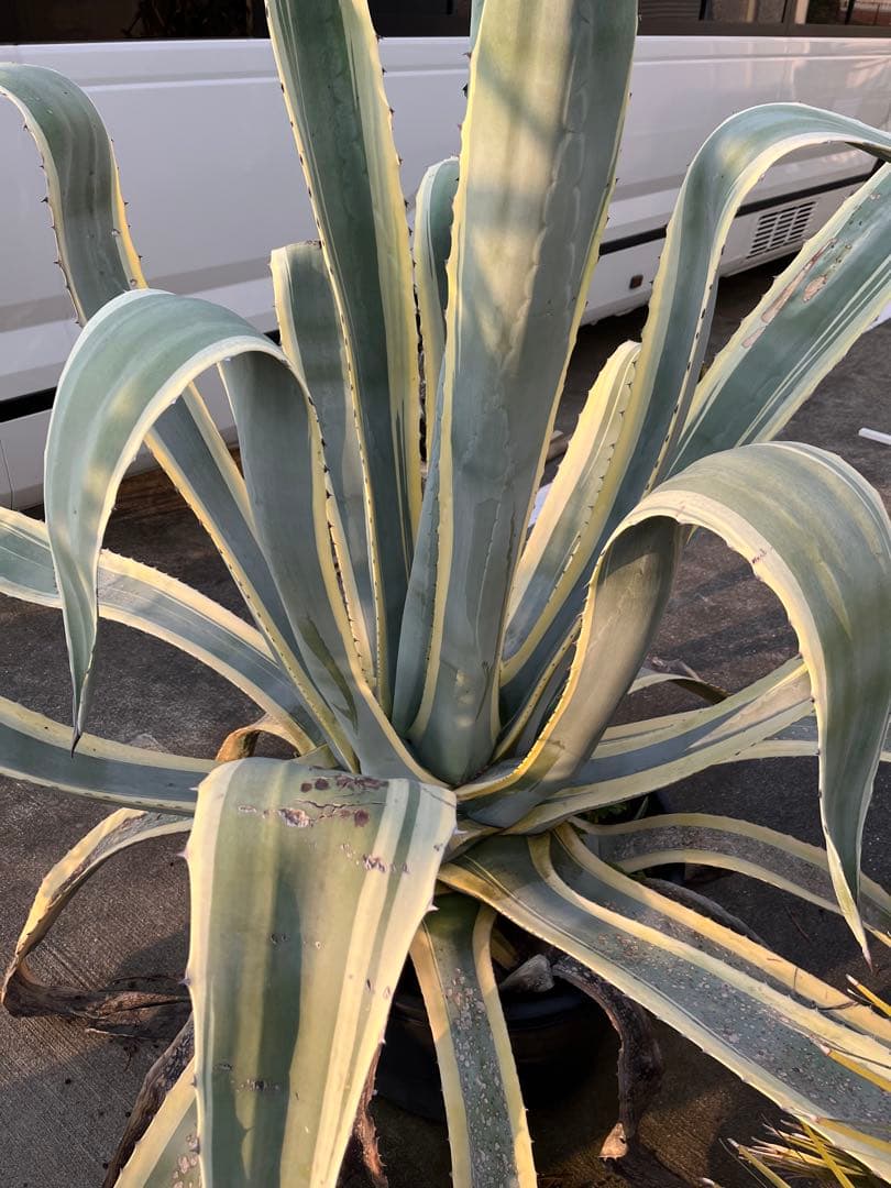 引き取り限定　覆輪リュウゼツラン　アガベ 約1.9m 青緑色