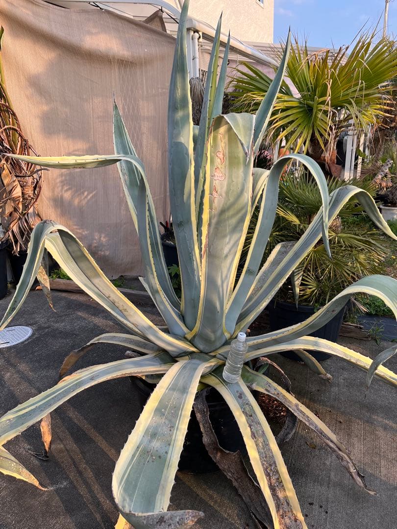 引き取り限定　覆輪リュウゼツラン　アガベ 約1.9m 青緑色