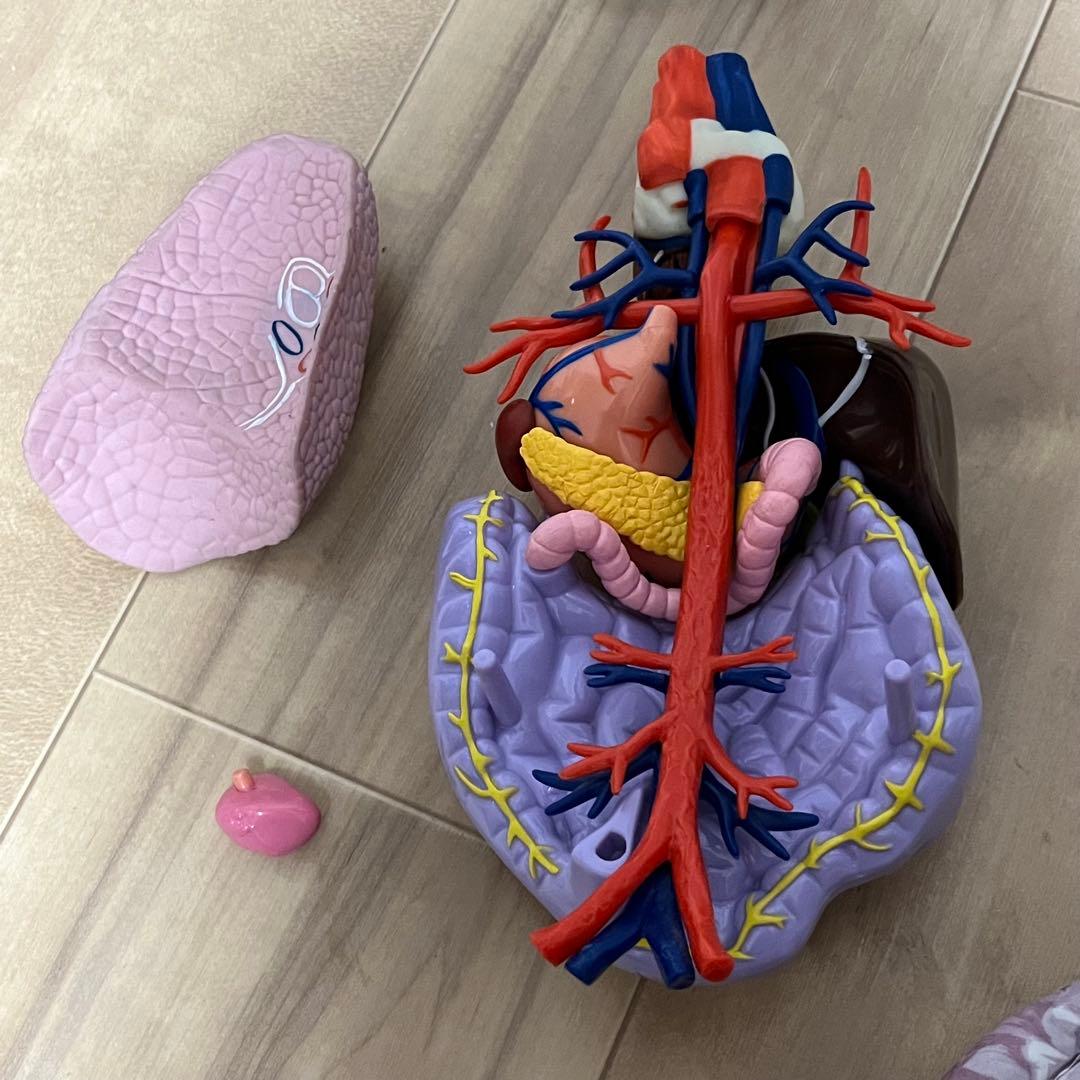 ディアゴスティーニ ホネッキー おしゃべりガイコツ パーツ取り