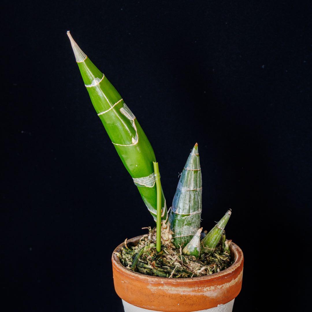 グリーンタケノコ蘭 SVO Fdk. Turning Point カタセタム