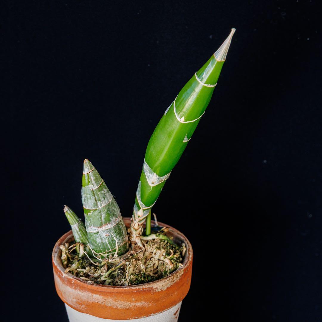 グリーンタケノコ蘭 SVO Fdk. Turning Point カタセタム