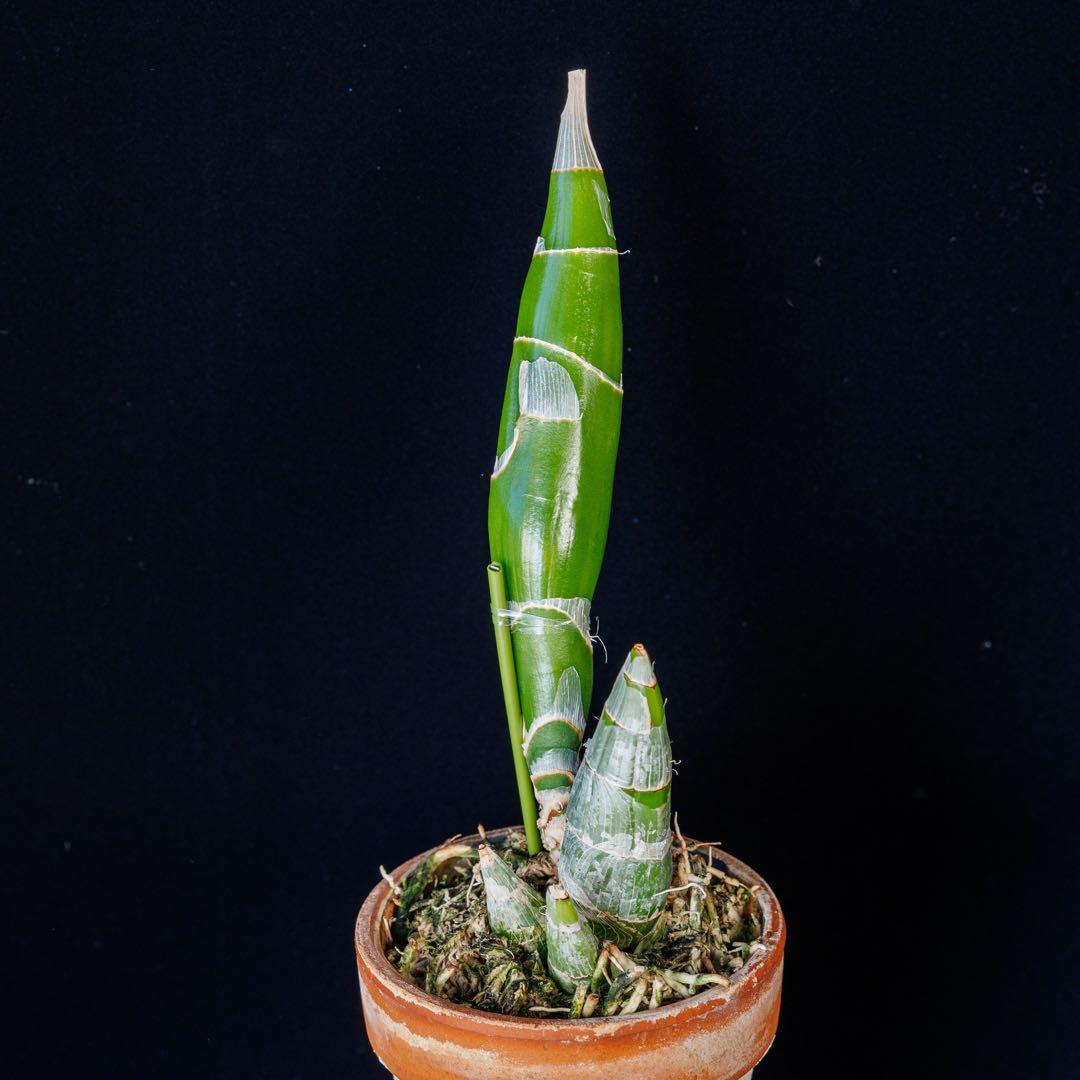 グリーンタケノコ蘭 SVO Fdk. Turning Point カタセタム