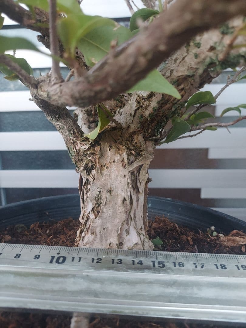 ブーゲンビリアパープル 盆栽用 No15 らくらくメルカリ便発送