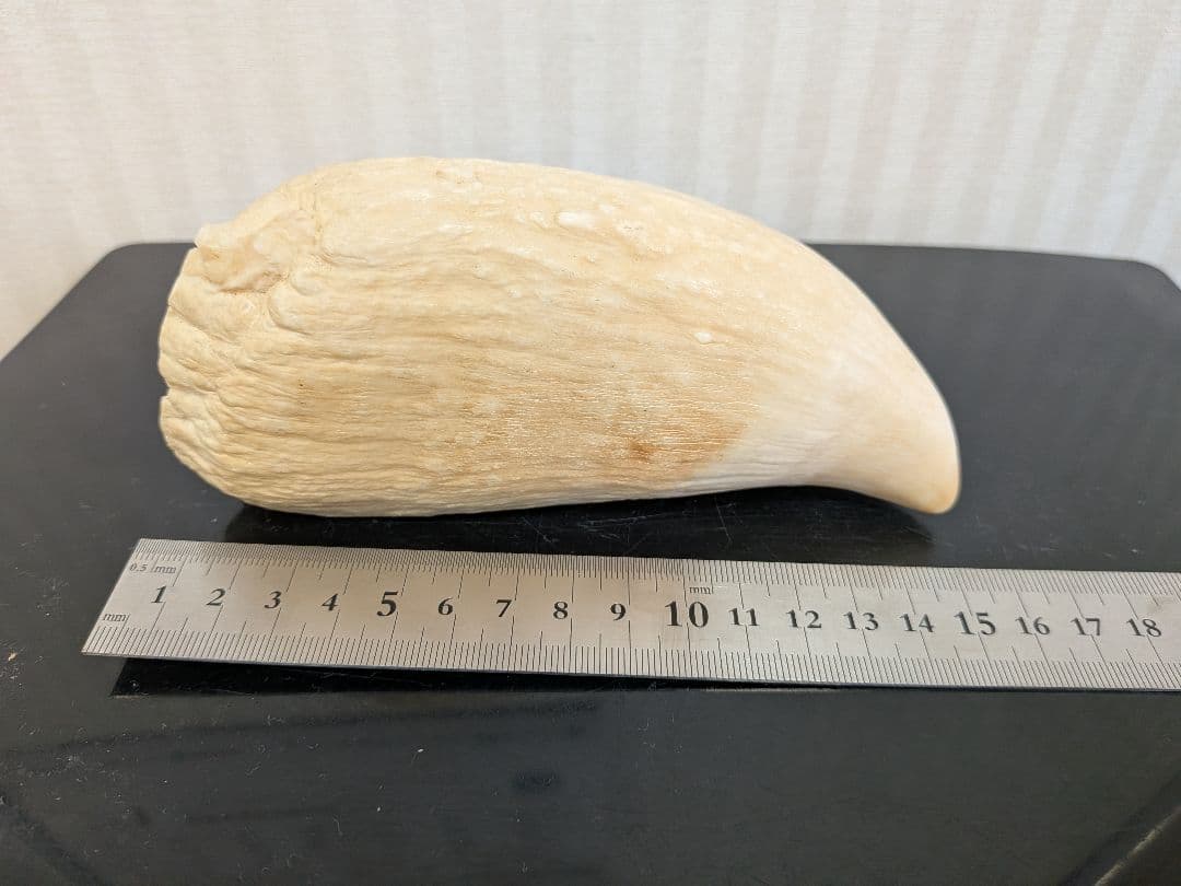 マッコウ鯨歯　本物　片面平磨き済み