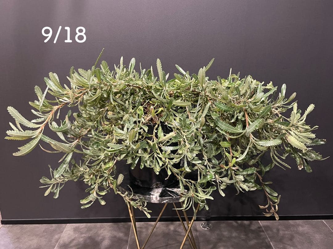 希少 バンクシア ピグミーポッサム 7号 大苗 鉢植え 苗 大株 - メルカリ