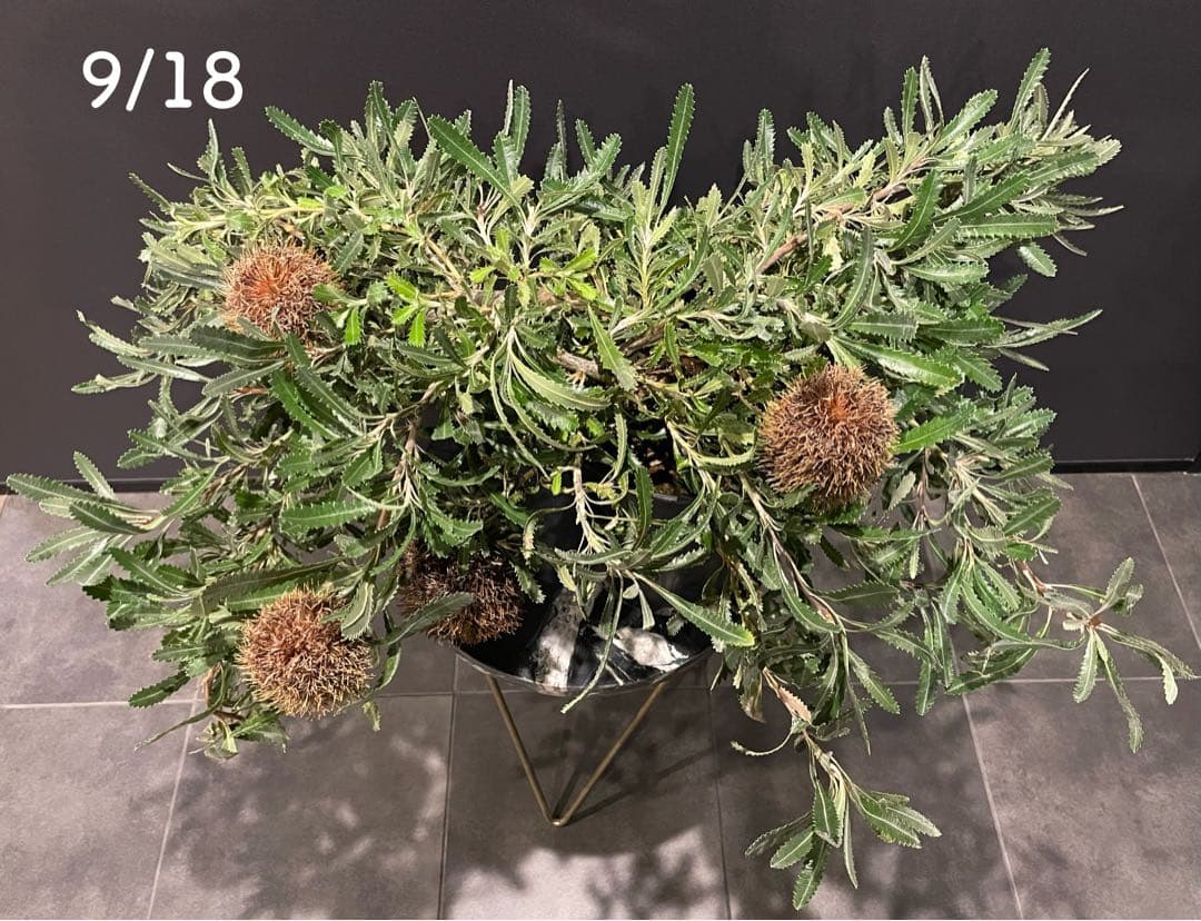 希少 バンクシア ピグミーポッサム 7号 大苗 鉢植え 苗 大株 - メルカリ