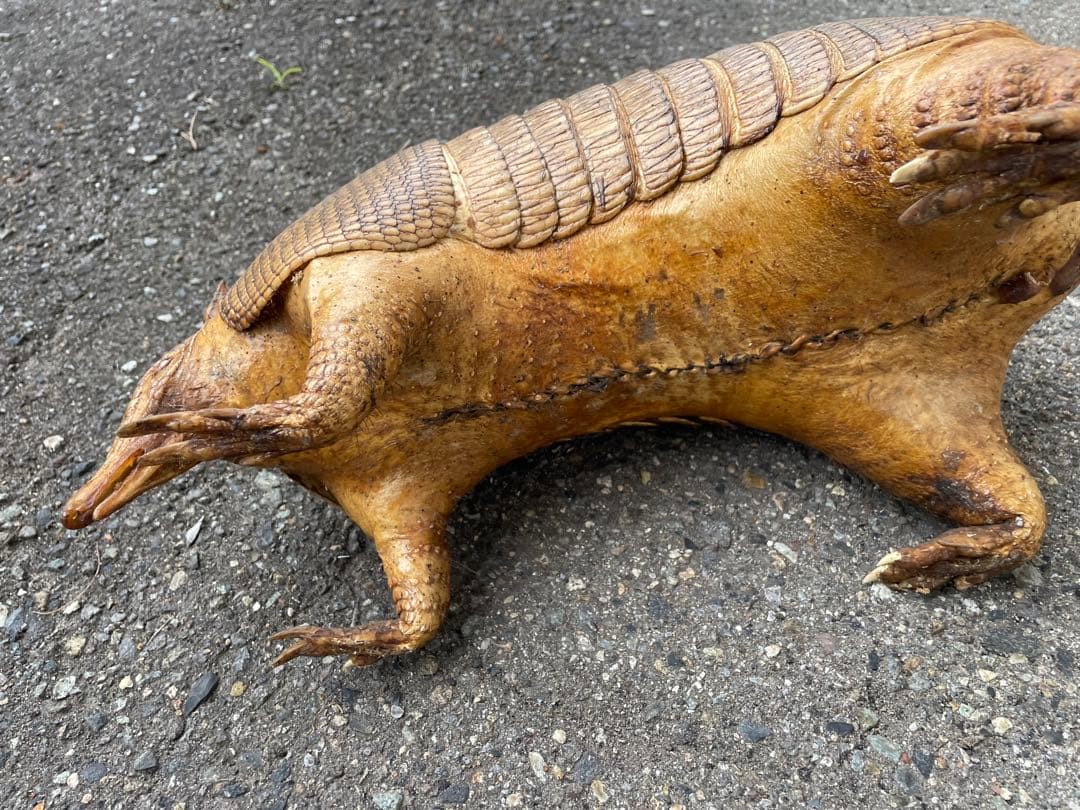 ココノオビアルマジロ アルマジロ 剥製 ワシントン条約対象外 - メルカリ