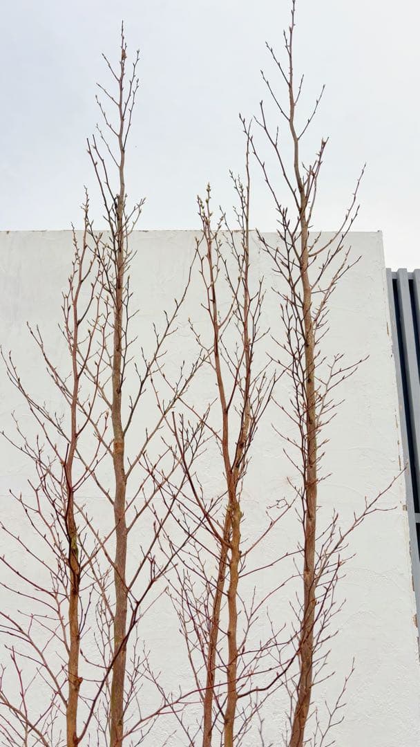 絶品黄金幹。ヒメシャラ切り戻し本株立ち3.0M(鉢底から)品番B