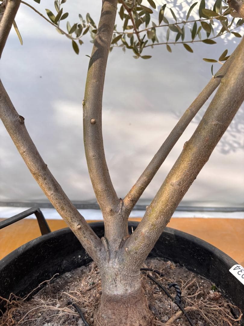 オリーブの木　コレッジョラ　約170cm　NO.2034　大型　現品掲載