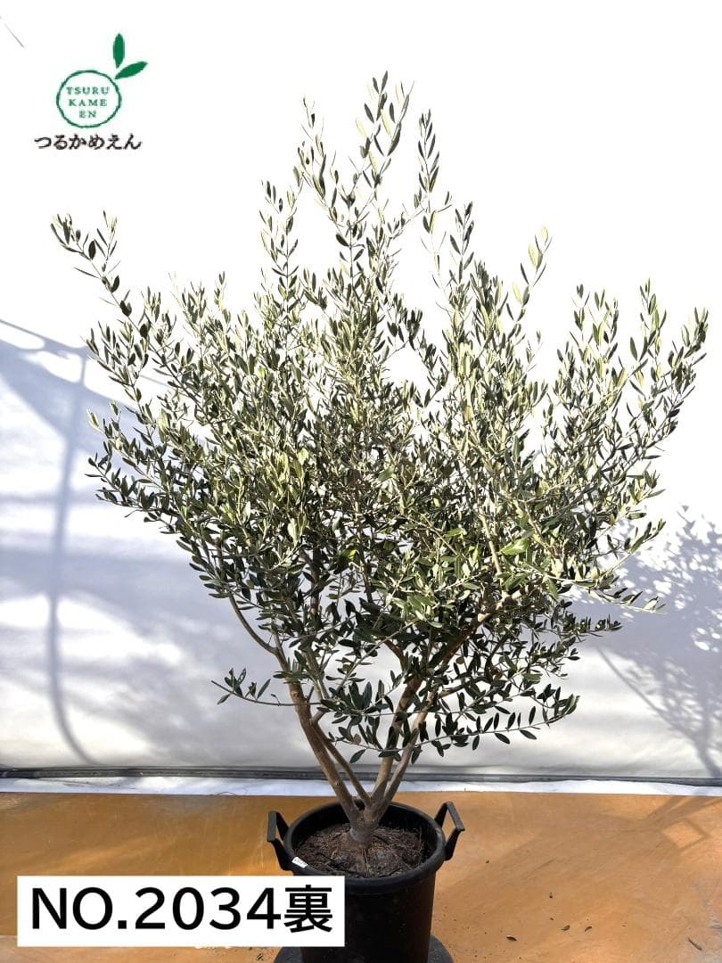 オリーブの木　コレッジョラ　約170cm　NO.2034　大型　現品掲載
