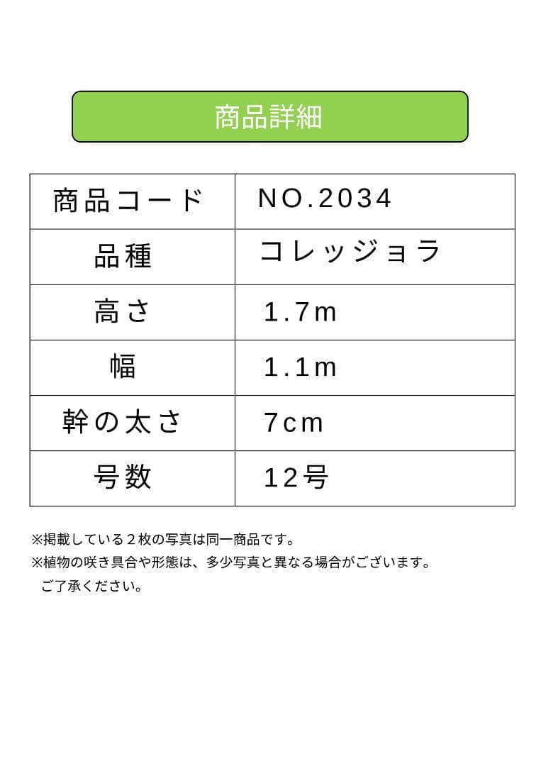 オリーブの木　コレッジョラ　約170cm　NO.2034　大型　現品掲載