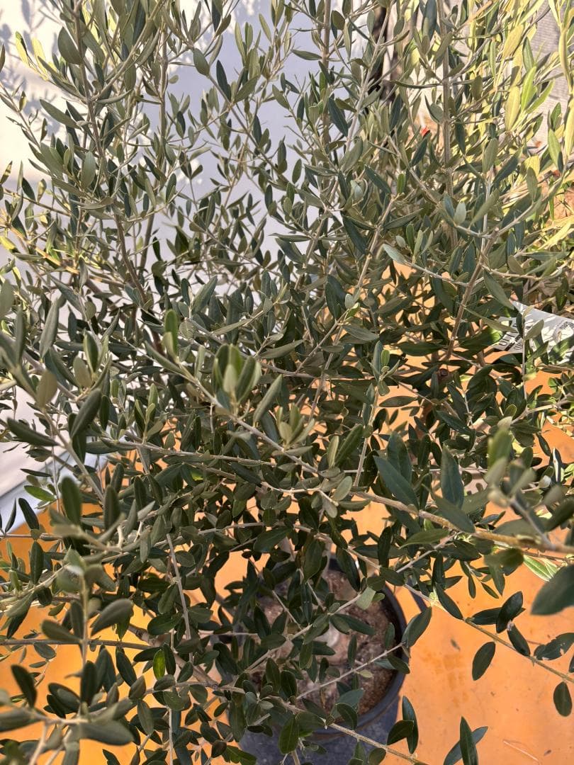 オリーブの木　コレッジョラ　約170cm　NO.2034　大型　現品掲載