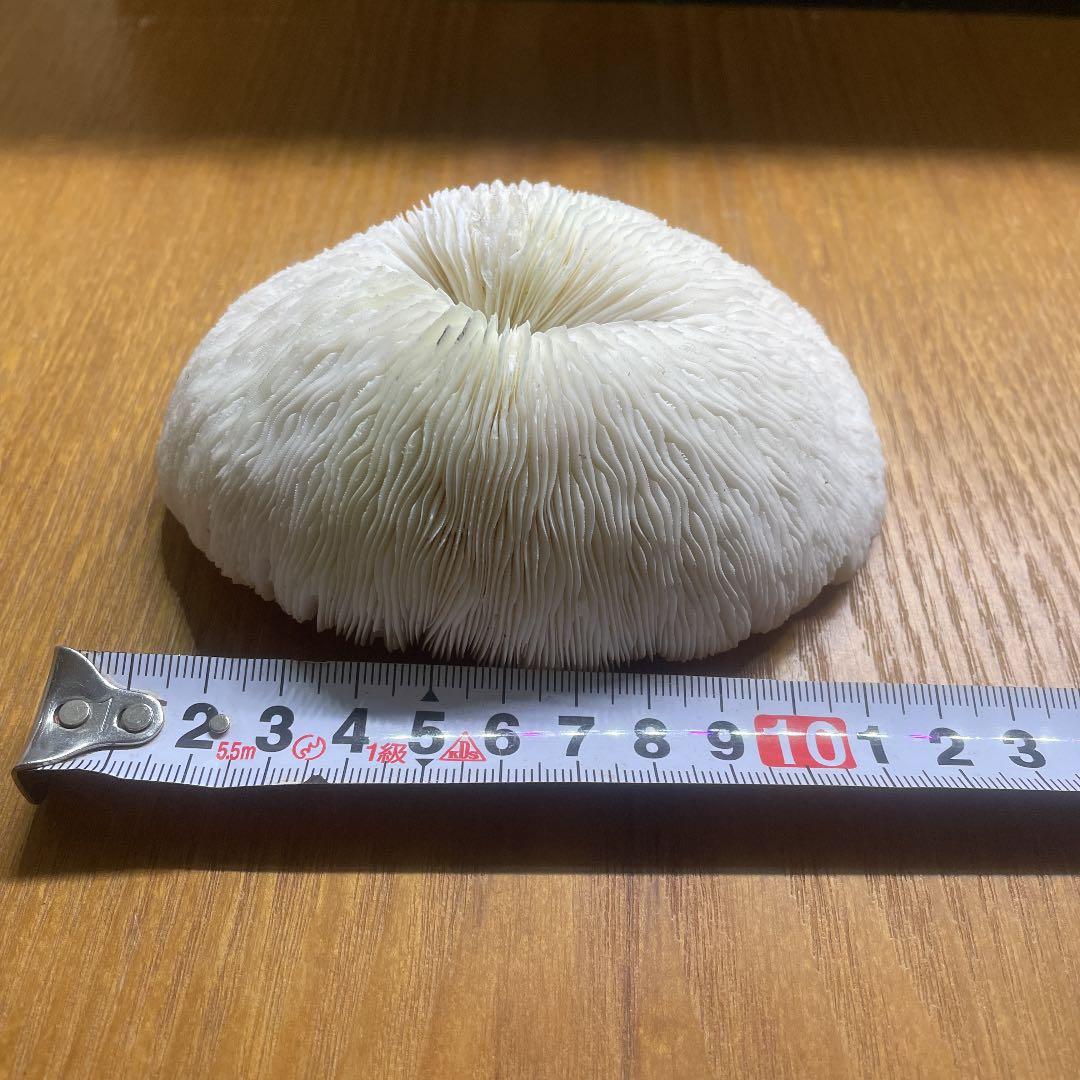 珊瑚の置物、ライブロック