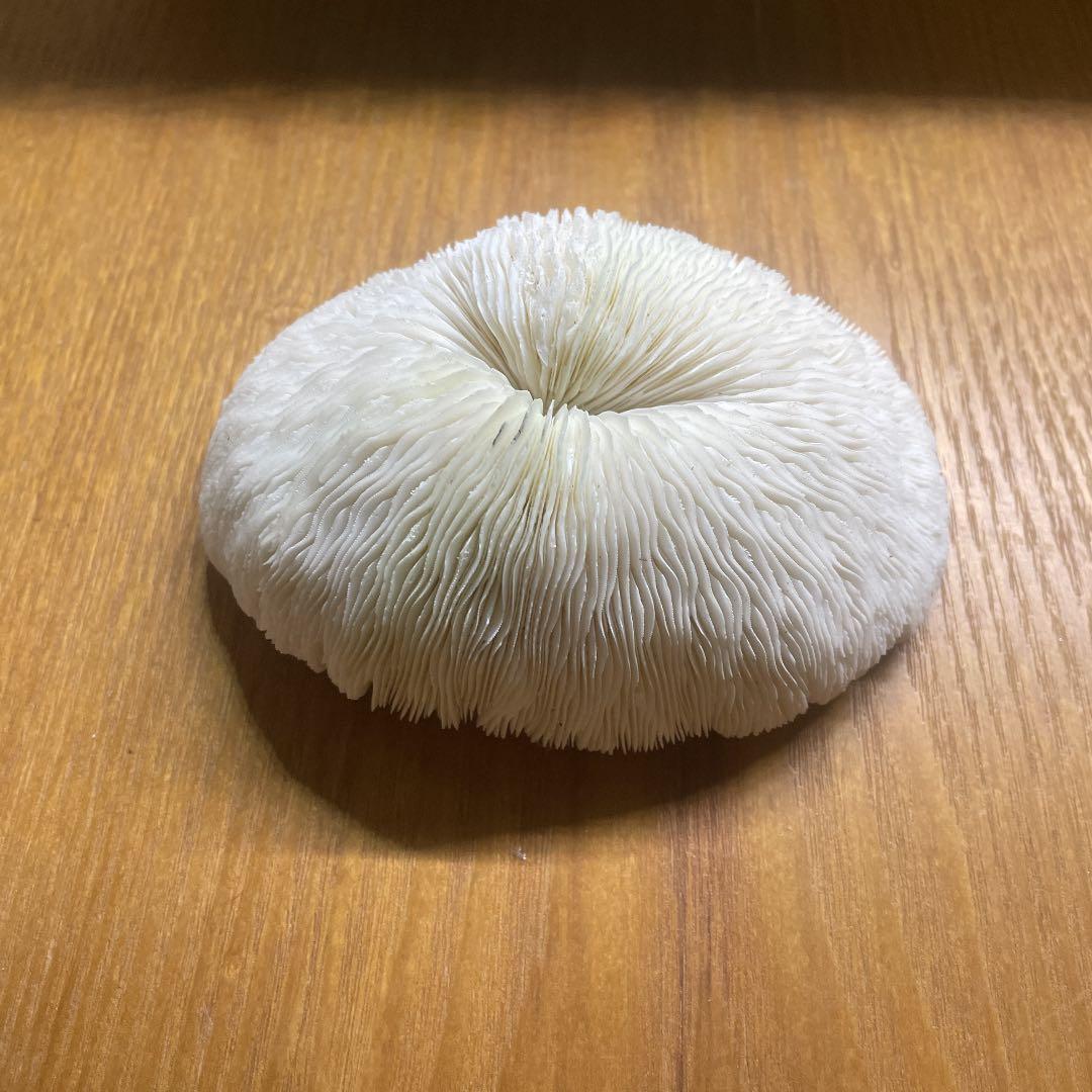 珊瑚の置物、ライブロック