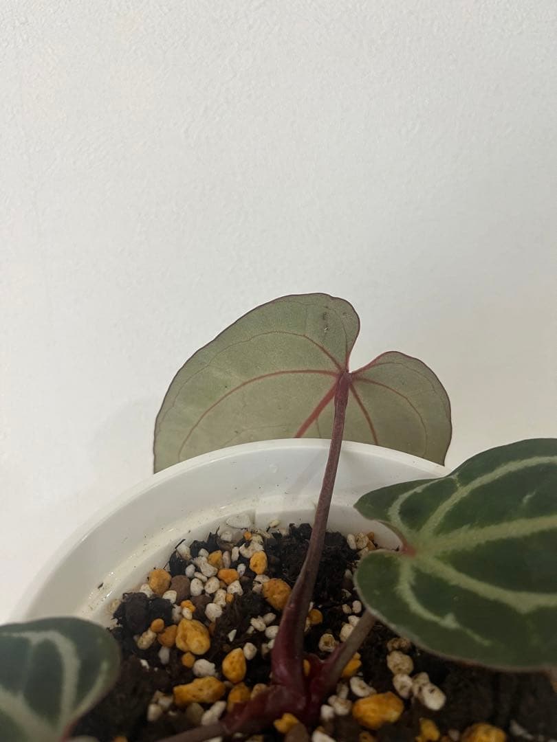 T.K.farm　レッドクリスタリナム 「Tezula 」xself 実生