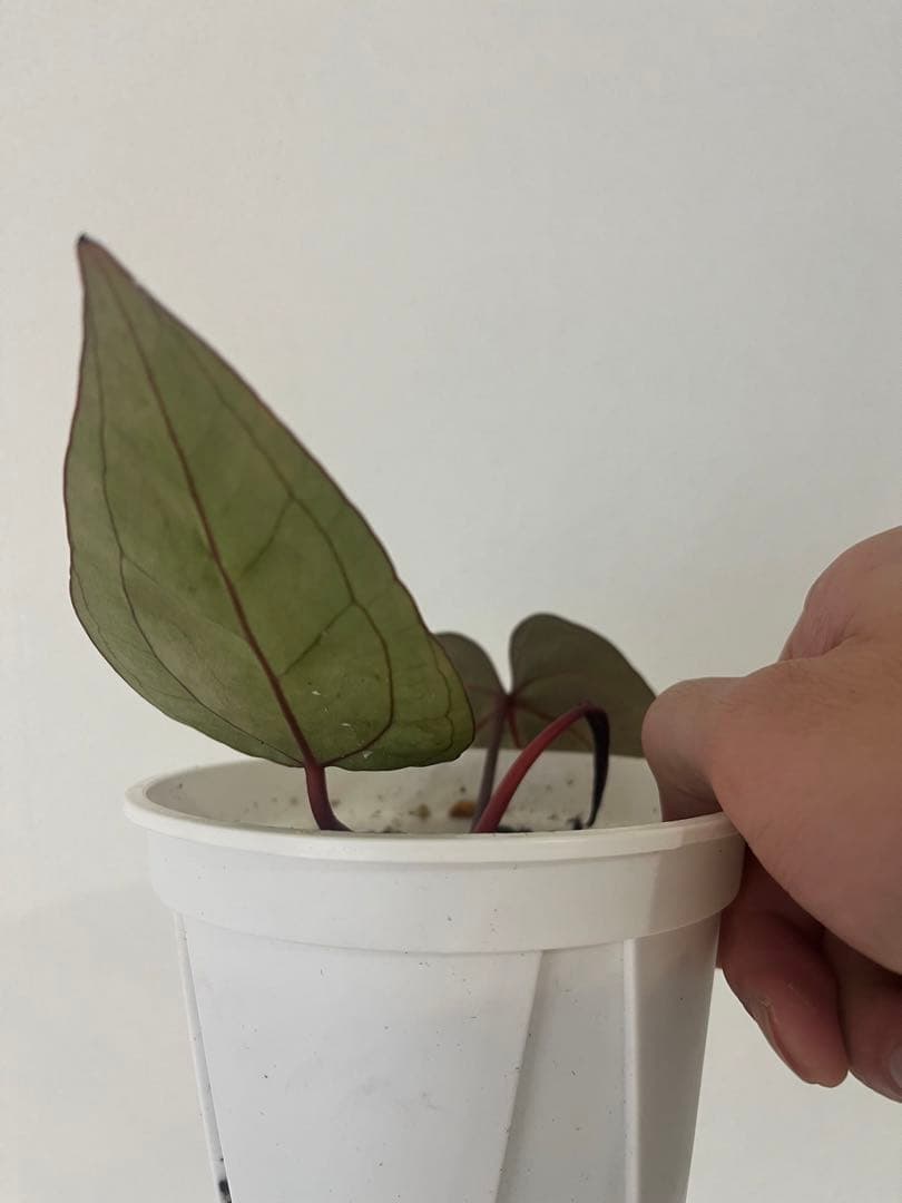 T.K.farm　レッドクリスタリナム 「Tezula 」xself 実生