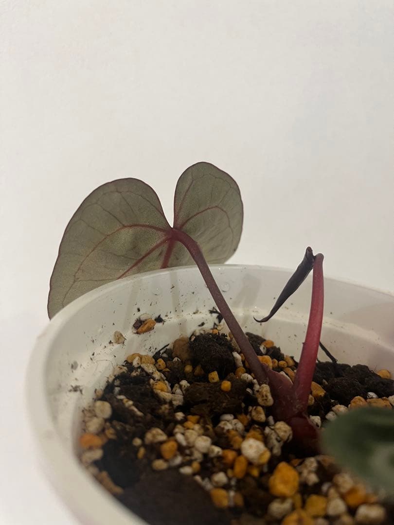 T.K.farm　レッドクリスタリナム 「Tezula 」xself 実生