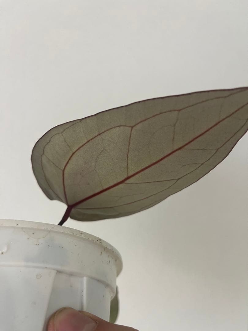 T.K.farm　レッドクリスタリナム 「Tezula 」xself 実生