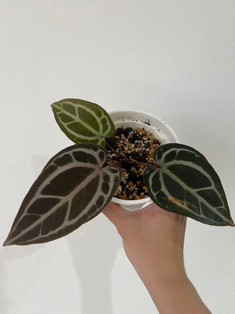 T.K.farm　レッドクリスタリナム 「Tezula 」xself 実生