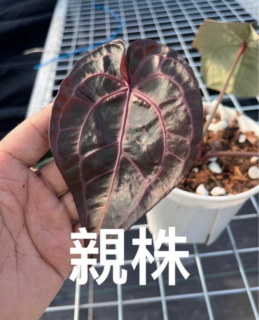 T.K.farm　レッドクリスタリナム 「Tezula 」xself 実生