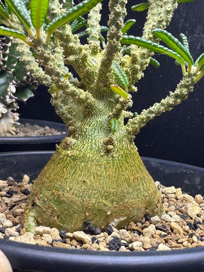 ドルステニアギガス　ブラータ実生