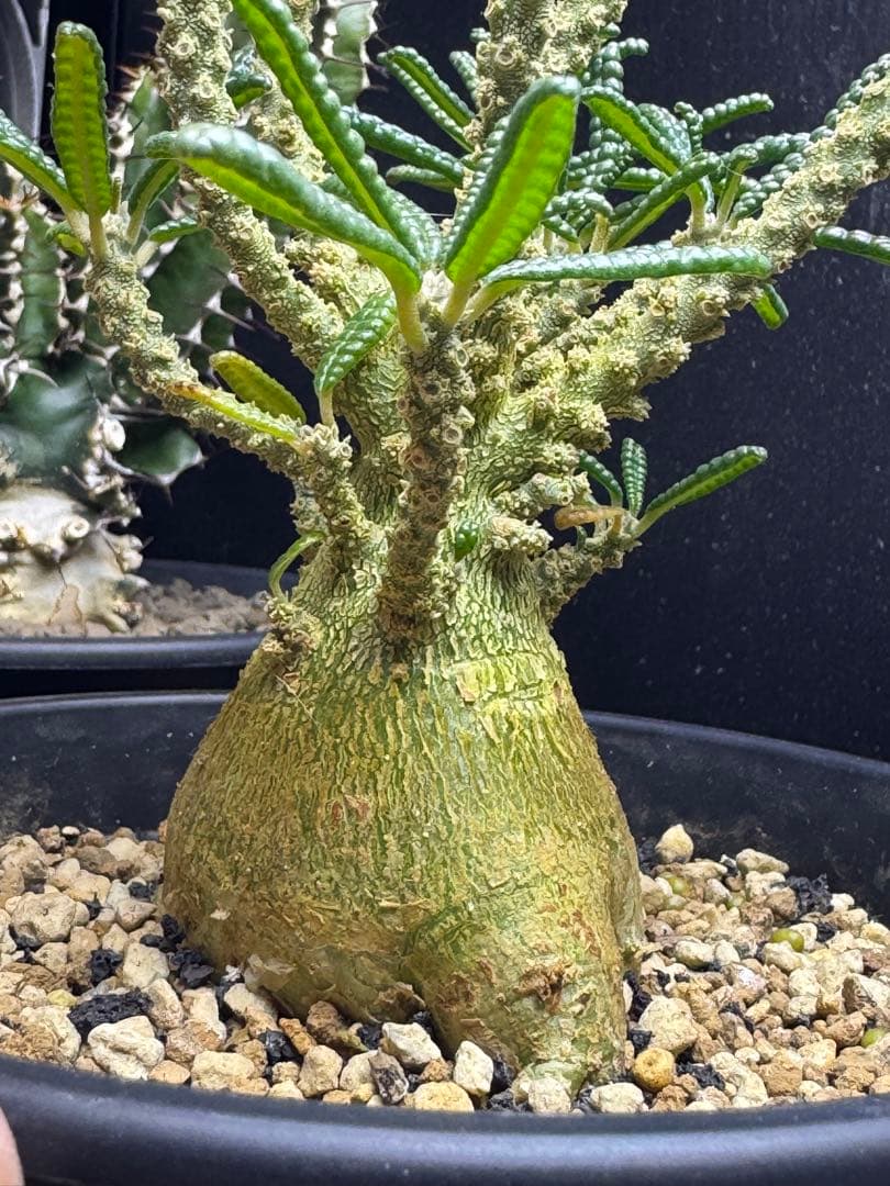 ドルステニアギガス　ブラータ実生