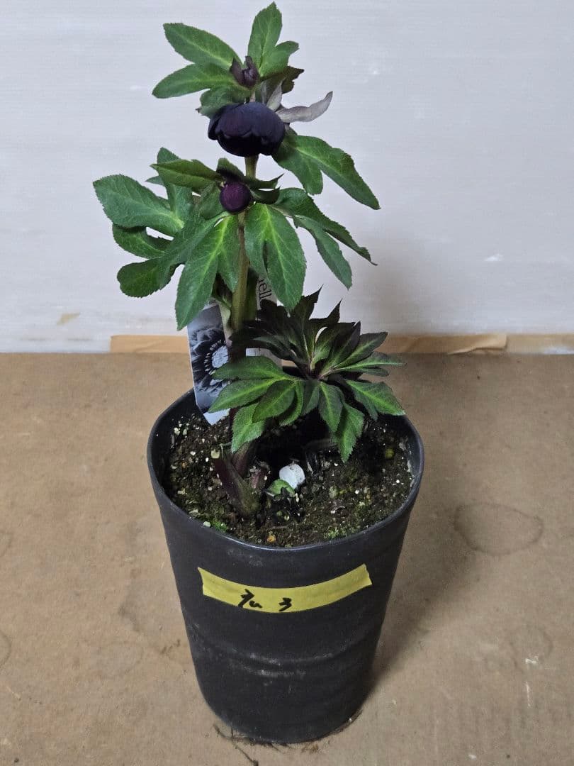 ☆広瀬園芸☆クリスマスローズ☆カップ系　ブラック☆5号鉢☆