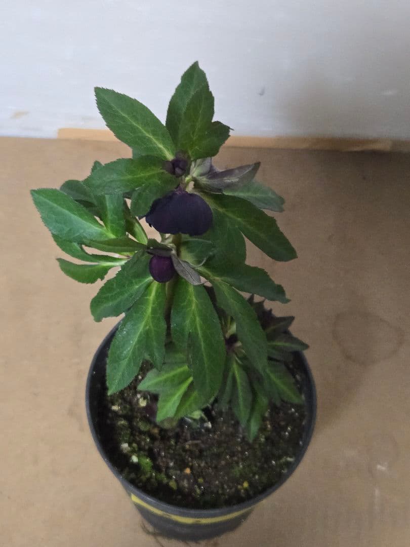 ☆広瀬園芸☆クリスマスローズ☆カップ系　ブラック☆5号鉢☆