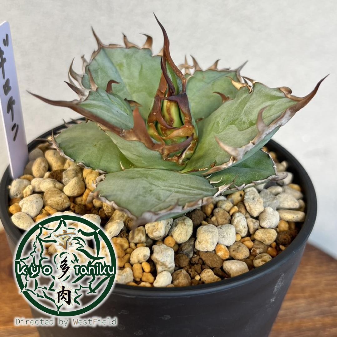 発根・活着済】アガベ チタノタ ロウルサンコ ギロチン 大きめ子株