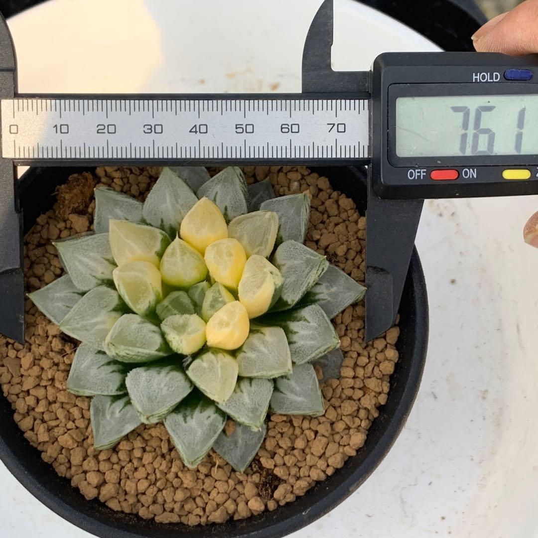 多肉植物 ハオルチア ラブハート錦 大株 サービス価格 - メルカリ