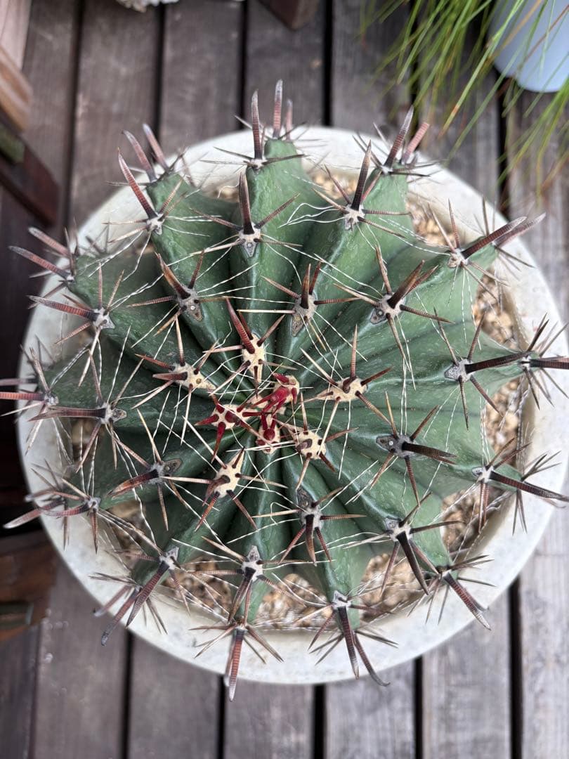 フェロカクタス半島玉　大株◇ドライガーデン多肉サボテン　アガベ ロストラータ南国