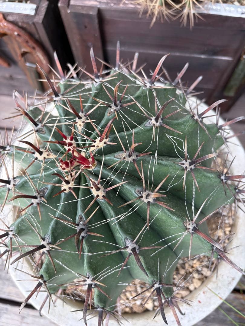 フェロカクタス半島玉　大株◇ドライガーデン多肉サボテン　アガベ ロストラータ南国