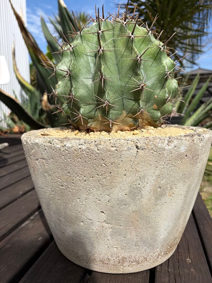 フェロカクタス半島玉　大株◇ドライガーデン多肉サボテン　アガベ ロストラータ南国