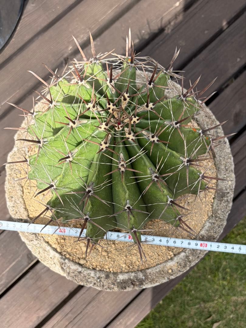 フェロカクタス半島玉　大株◇ドライガーデン多肉サボテン　アガベ ロストラータ南国