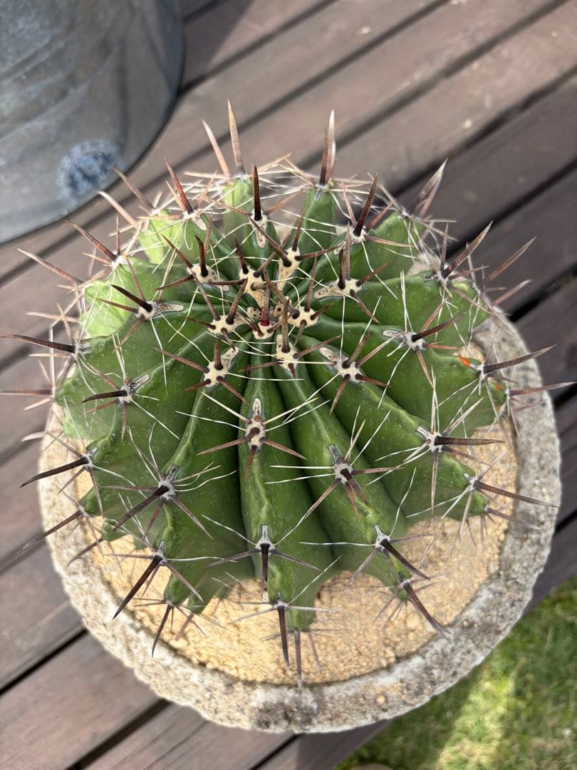 フェロカクタス半島玉　大株◇ドライガーデン多肉サボテン　アガベ ロストラータ南国