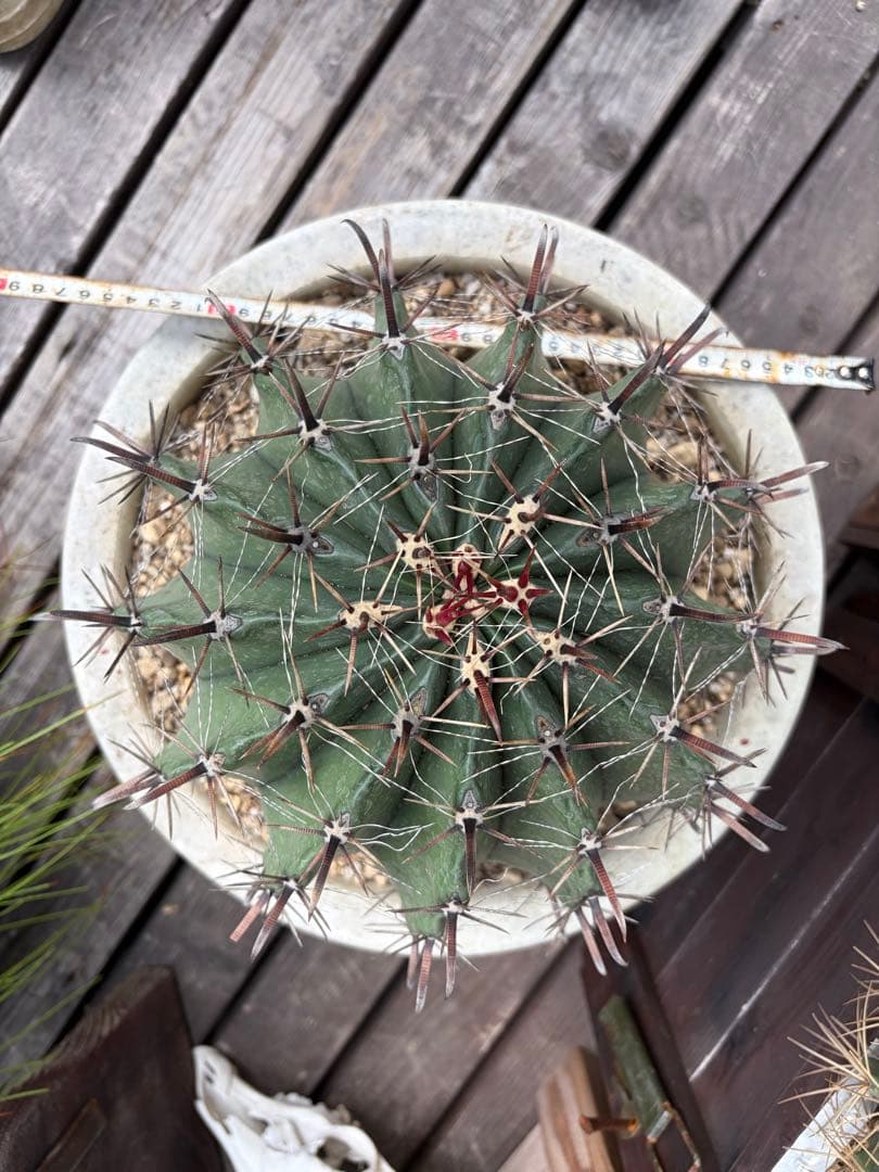 フェロカクタス半島玉　大株◇ドライガーデン多肉サボテン　アガベ ロストラータ南国