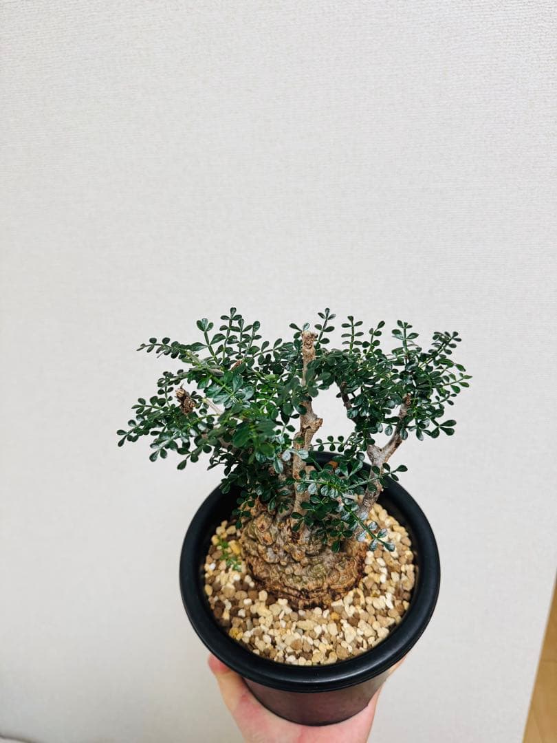 w*e様 オペルクリカリア パキプス 【collection】