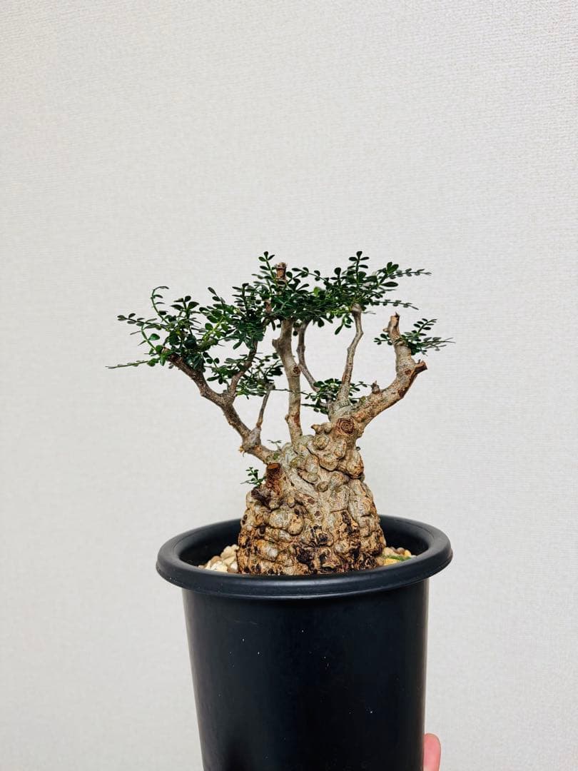 w*e様 オペルクリカリア パキプス 【collection】