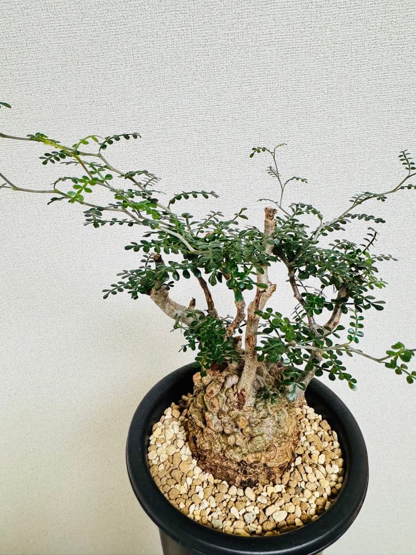 w*e様 オペルクリカリア パキプス 【collection】