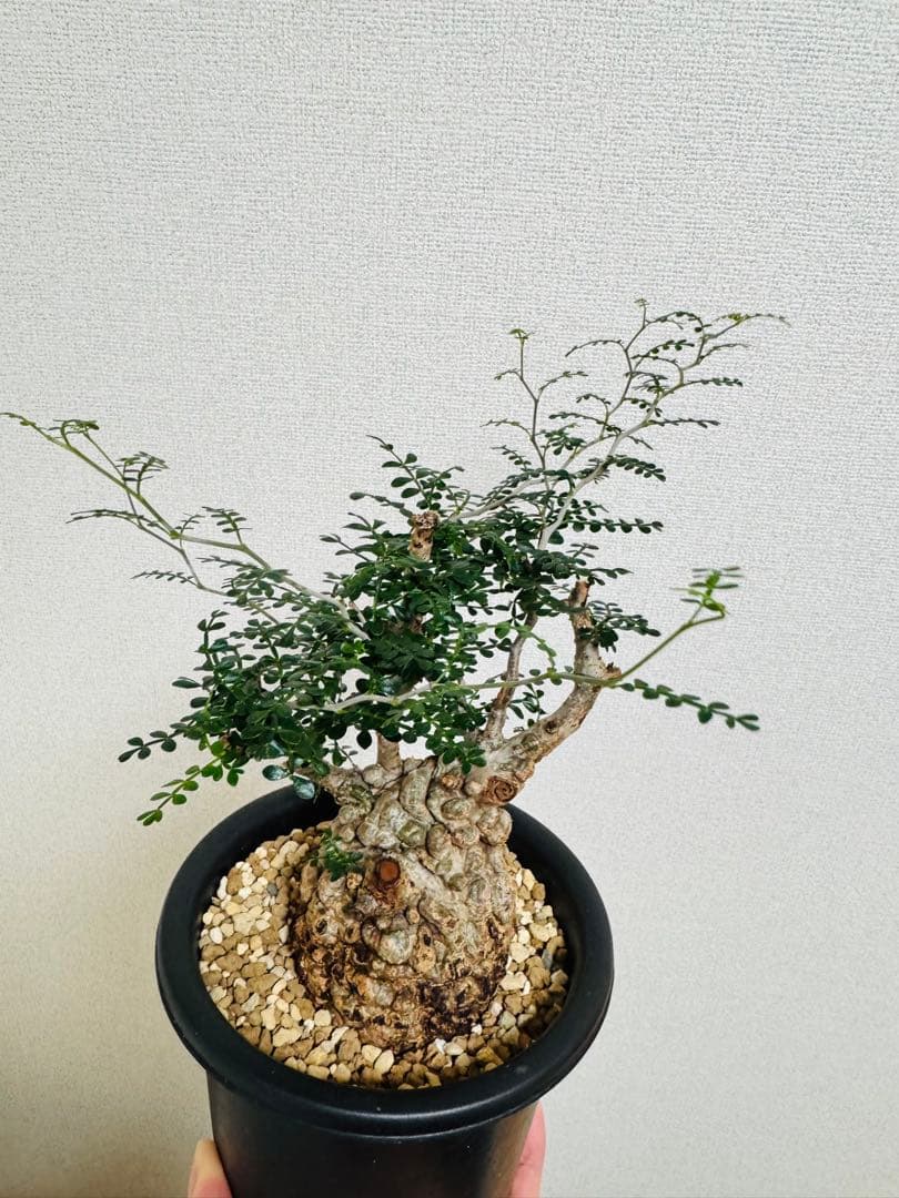 w*e様 オペルクリカリア パキプス 【collection】