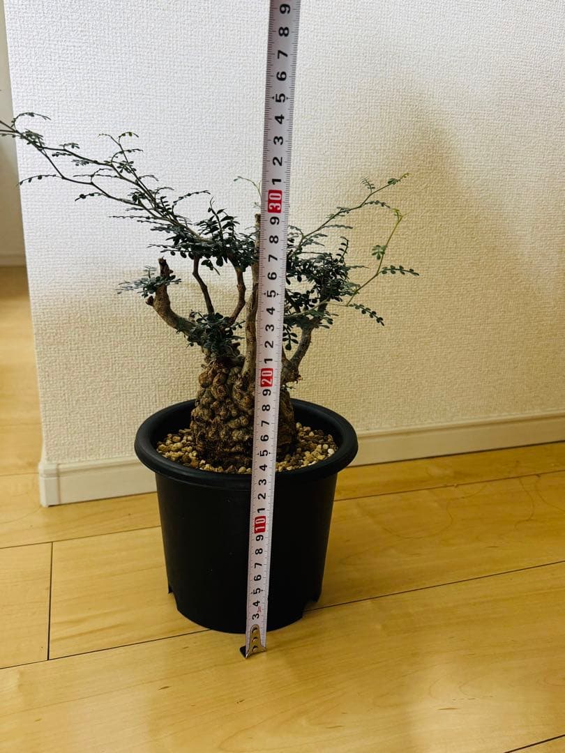 w*e様 オペルクリカリア パキプス 【collection】