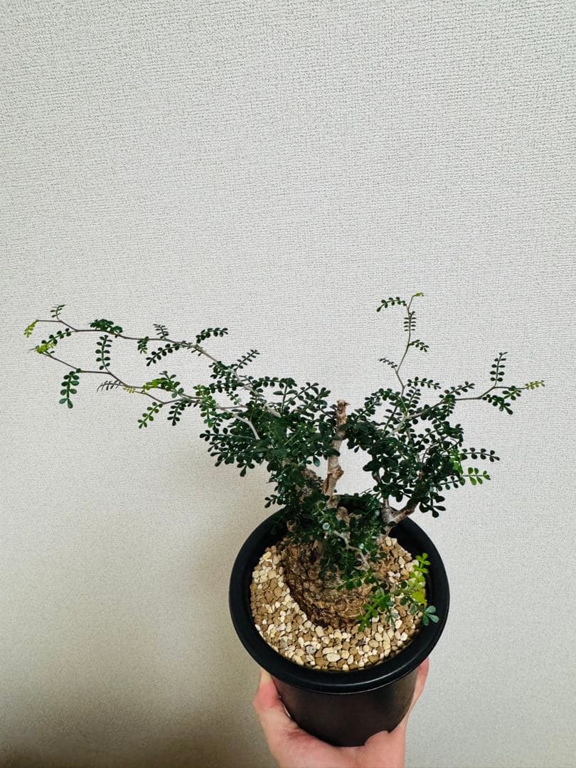 w*e様 オペルクリカリア パキプス 【collection】