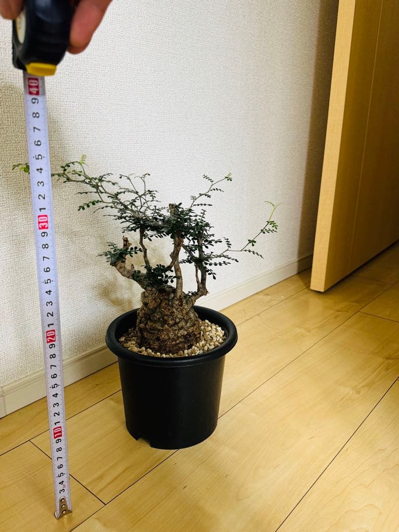 w*e様 オペルクリカリア パキプス 【collection】