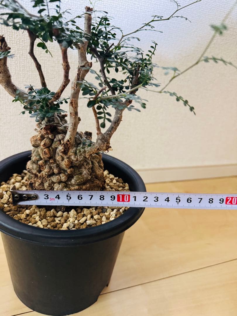 w*e様 オペルクリカリア パキプス 【collection】