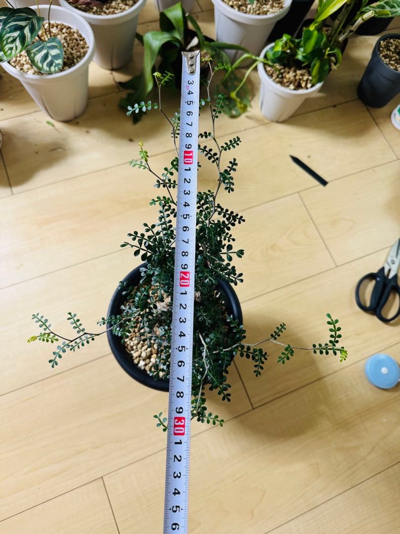 w*e様 オペルクリカリア パキプス 【collection】