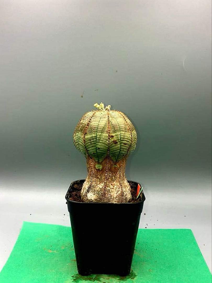 《2.5号GO》ユーフォルビア　オールドオベサ　雄株